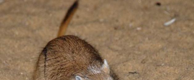 Песчанка мышь. Образ жизни и среда обитания песчанки