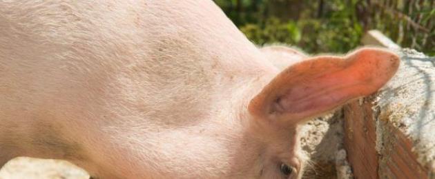 Поросенок 3 месяца чем кормить. Как и чем кормить свиней: основы кормления, рацион и методы откорма