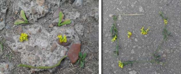 Pilyaeva Tatyana Stepanovna.  Munkahelyi tapasztalatból „Hogyan tegyük érdekessé a sétát?  A land art öröm a gyerekek számára