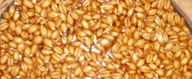 Как прорастить пшеницу к пасхе, чтобы получилась красивая травка? Трава к Пасхе — украшение в стиле эко Проростки пшеницы к пасхе. 