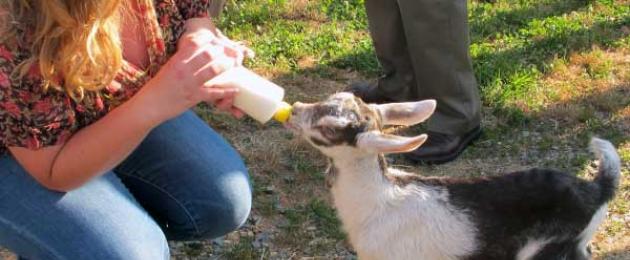 Кормление новорожденных козлят без козы. Как кормить новорожденных козлят и молодняк