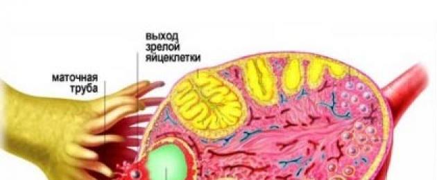 Фолликулы — нормы роста и созревание фолликулов в яичниках у женщин. Стадии развития фолликулов Фолликулогенез и зачатие