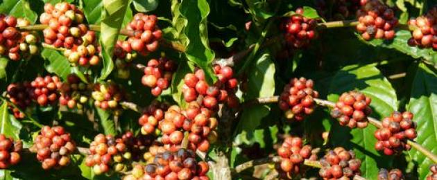 Kde roste káva Arabica?  Kde roste káva?  Co je lepší káva nebo kakao