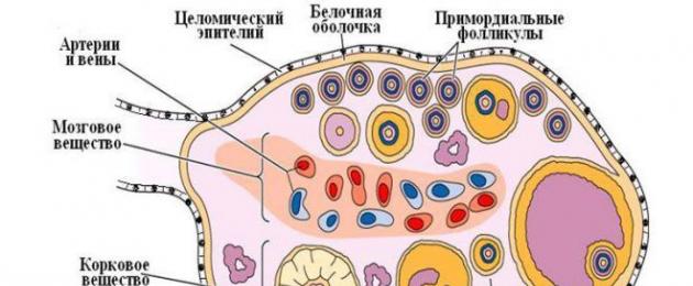 9 день после укола хгч 5000. Поможет ли укол хгч зачать малыша