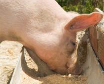 Jak a čím krmit prasata: základy krmení, diety a způsoby výkrmu