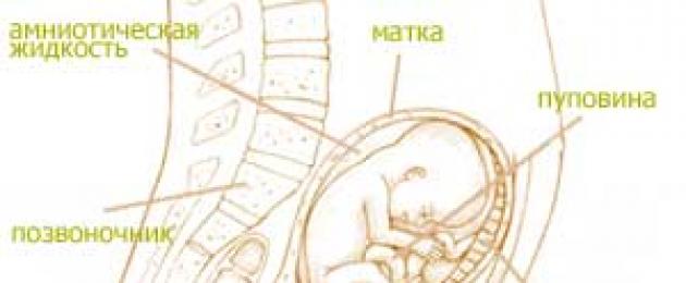 Kako izgleda dojenček v 15-16 tednih.  Intrauterini razvoj otroka v šestnajstem tednu nosečnosti